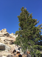 Pinus balfouriana austrina