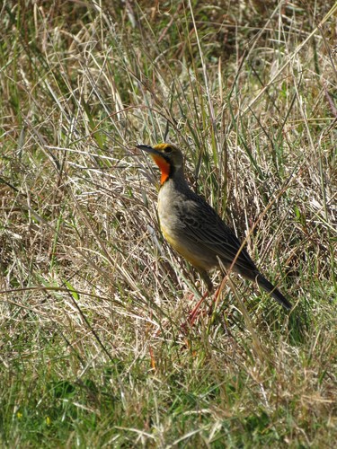 Cape Longclaw (Macronyx capensis), photo 4