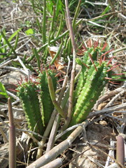 Euphorbia mammillaris