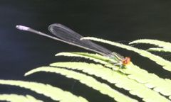 Pseudagrion hageni