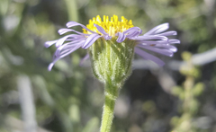 Erigeron breweri covillei