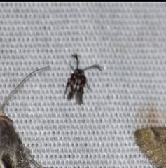 Megacerus leucospilus