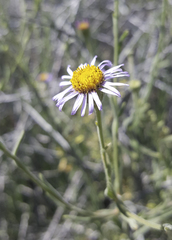 Erigeron breweri covillei