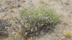 Erigeron breweri covillei