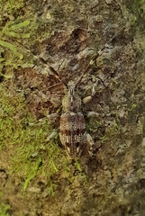 Hexatricha pulverulenta