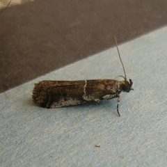 Quasisalebria occidentalis