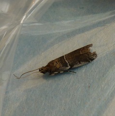 Quasisalebria occidentalis