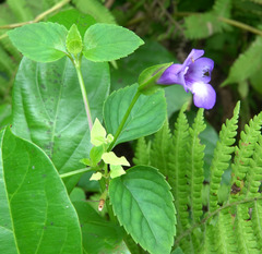 Torenia asiatica