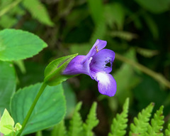 Torenia asiatica