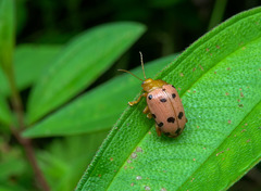 Podontia