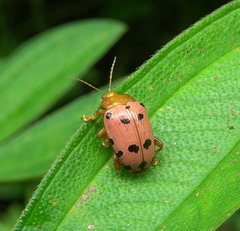 Podontia
