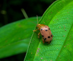 Podontia