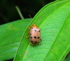 Podontia