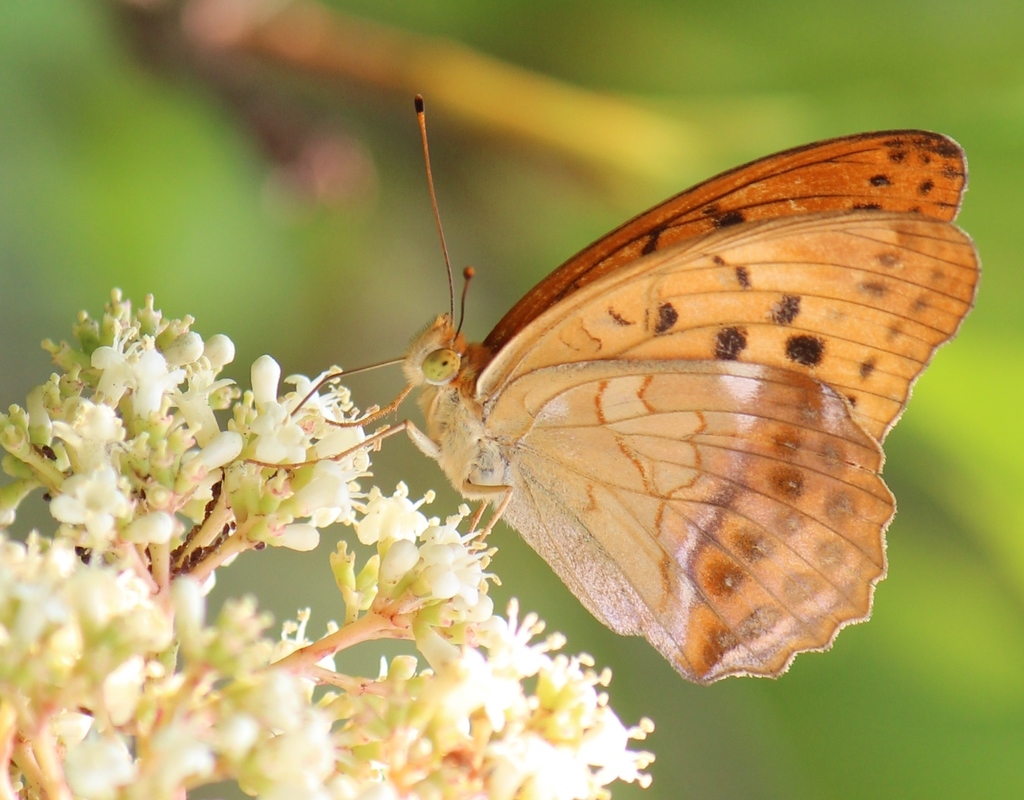 Argynnis sagana