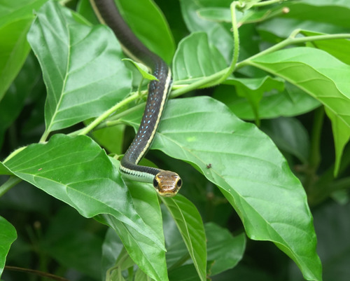 Eastern bronzeback tree snake, Dendrelaphis proarchos
