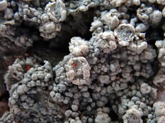 Coccotrema cucurbitula