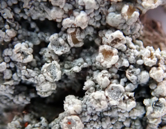 Coccotrema cucurbitula