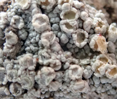 Coccotrema cucurbitula