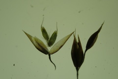 Vahlodea atropurpurea