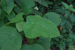 Macaranga mauritiana