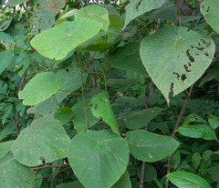 Macaranga mauritiana