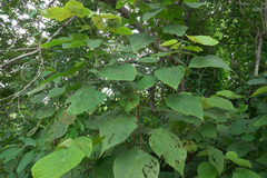 Macaranga mauritiana