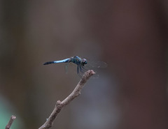 Brachydiplax farinosa