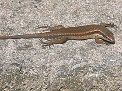 Eutropis rudis