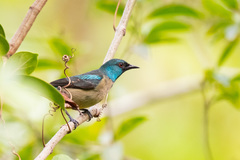 Dacnis venusta