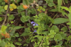 Scutellaria strigillosa