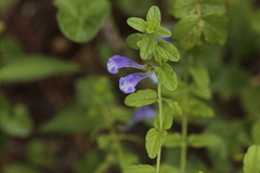 Scutellaria strigillosa