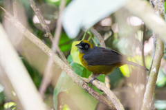 Mitrospingus cassinii