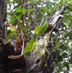Dendrobium tetragonum