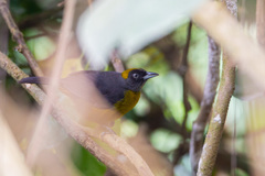 Mitrospingus cassinii