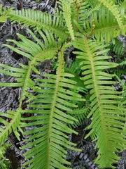 Dicranopteris pedata
