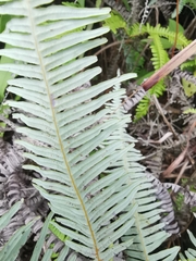 Dicranopteris pedata