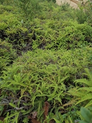 Dicranopteris pedata