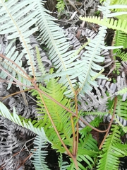 Dicranopteris pedata