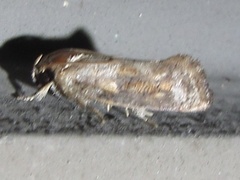 Acrolophus texanella