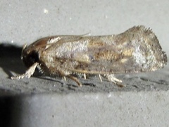 Acrolophus texanella