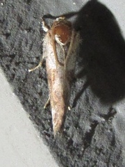 Acrolophus texanella