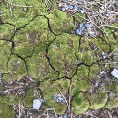Dicranum flagellare