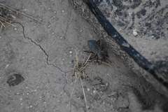 Cryptoglossa variolosa