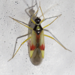 Tupiocoris californicus