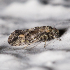 Myopsocidae
