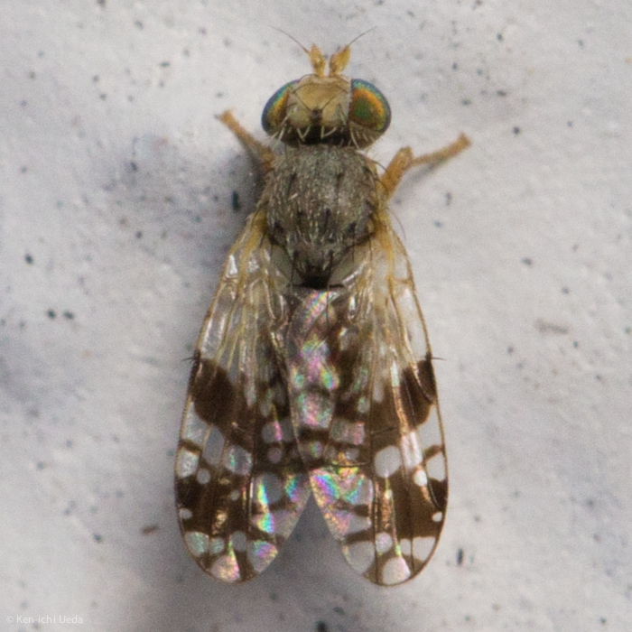 Tephritis araneosa