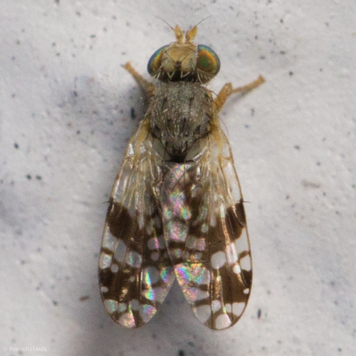 Tephritis araneosa