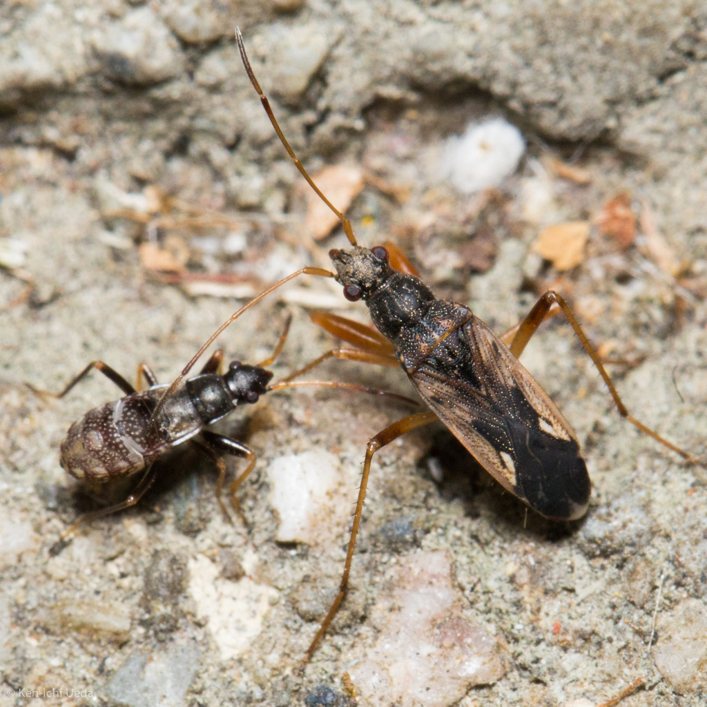 Ligyrocoris latimarginatus