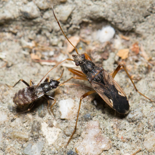 Ligyrocoris latimarginatus
