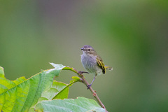 Zimmerius parvus